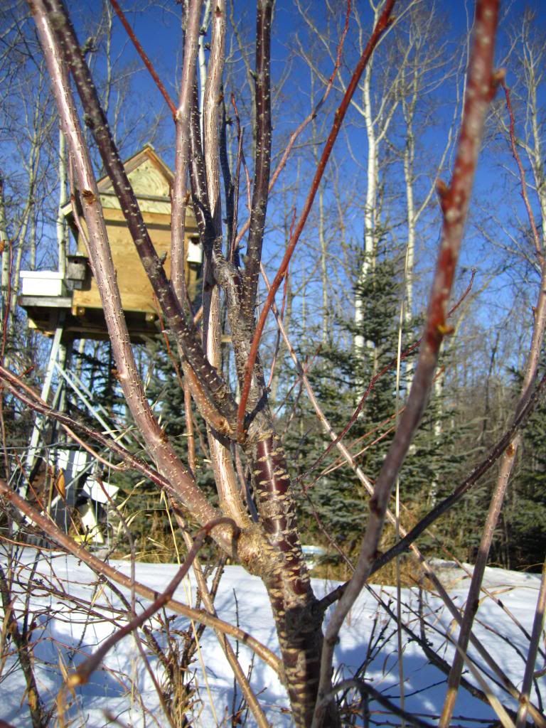 January 10, 2013 photo IMG_0005_zps9666da95.jpg